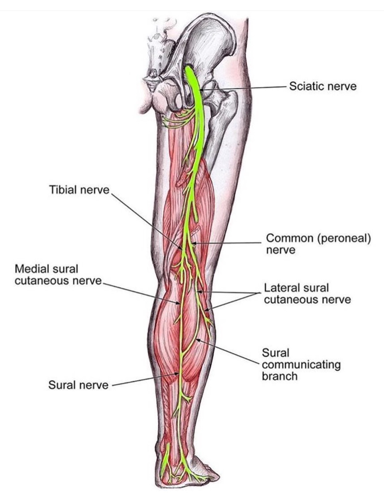 Лимфоузлы на ногах где. Большеберцовый нерв анатомия иннервация. Суралис нерв анатомия. N. Tibialis – большеберцовый нерв. Икроножный нерв анатомия.